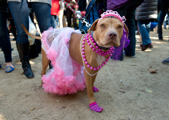 Pitbull Dog Halloween Costumes 2022 16 Amazing Costumes From The Tompkins Square Park Halloween Dog Parade