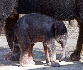A female Asian elephant calf was born on July 7 at the Fort Worth Zoo.