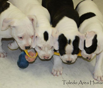 Some of the puppies found in a suitcase in Toledo play with a toy.