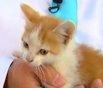 Lucky Seven was rescued after crashing a Michigan TV reporter's live shot.