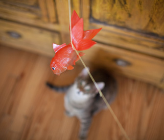Cat Playing With Toy