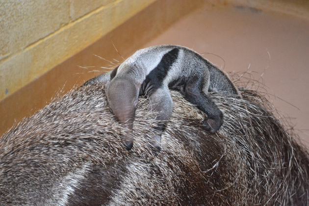 anteater sleeping
