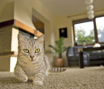 Indoor cats and dogs can have parasites