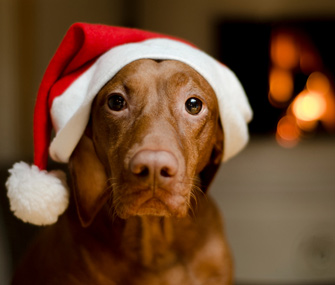 Dog wearing Santa hat
