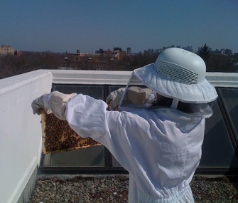 Harvard Rooftop Bees