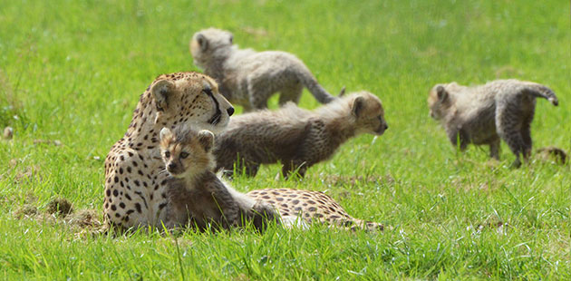 Dubai's seven cubs romp around their enclosure at the ZSL Whipsnade Zoo.