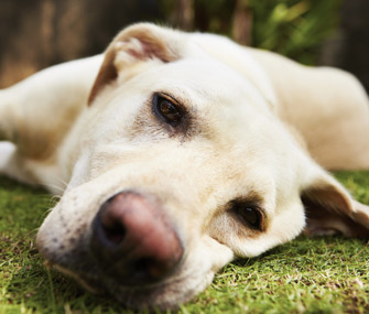 Lethargic dog lying in grass
