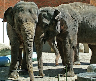 Maharani, left, and her mom, Kamala, right, are among the three elephants transferred to the National Zoo from the Calgary Zoo.