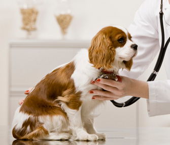 Dog at Vet