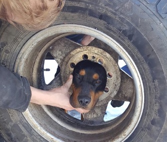 Blaze, a Coonhound puppy, got his head stuck in a tire wheel in Montana.