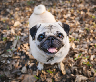 Pug looking at camera