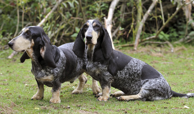 bluetick basset hound puppies for sale