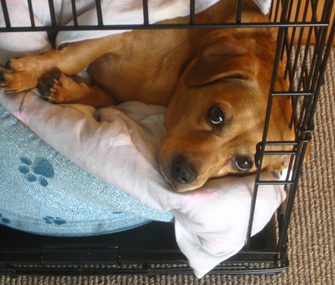 Dog in a crate