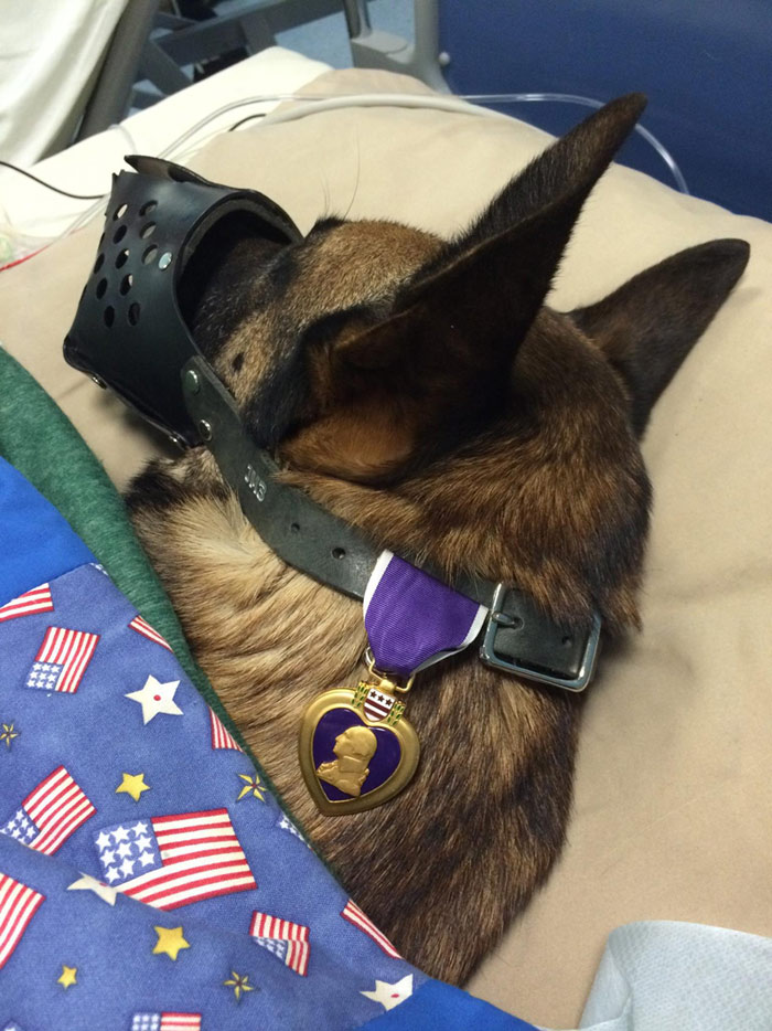 Photo of Injured Military Dog With Purple Heart Goes Viral