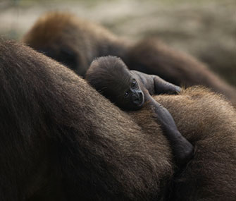 A 4-day-old baby gorilla rides on mom's back at the Ramat Gan safari in Tel Aviv, Israel.