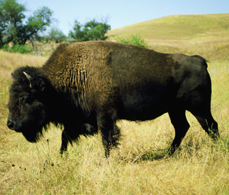 Bison