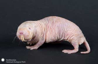 naked mole rat
