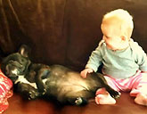 Baby laughs at French bulldog