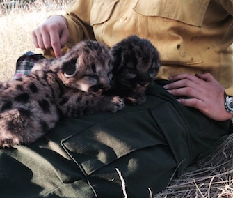 Two young mountain lion cubs were rescued from a wildfire at Bitterroot National Forest.