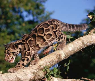 clouded leopard