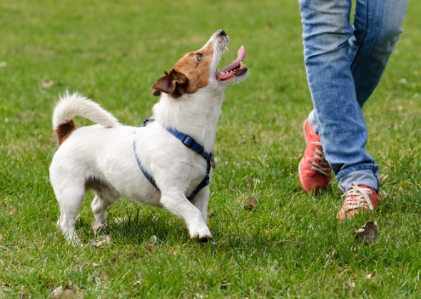 how to prepare for a new puppy how to prepare for a new in your home vetstreet upcomingcarshq how to prepare for a new puppy how to prepare for a new in your home vetstreet upcomingcarshq
