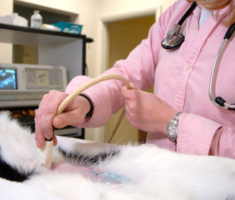 Dog getting ultrasound