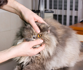 antibiotic eye drops for cats over the counter