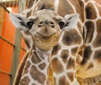 Dobby, a male reticulated giraffe, was born Tuesday at the Denver Zoo.