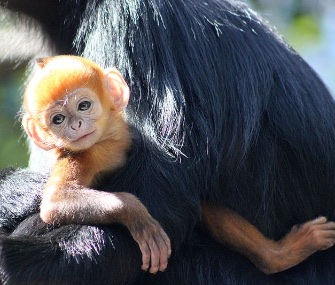 Nangua, whose name is Mandarin for orange, cuddles with his mom.