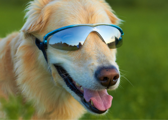 How To Train A Dog To Wear Doggles How To Train A Dog To Wear Doggles