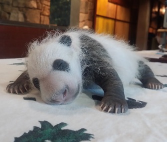 The National Zoo's sleepy panda cub is gaining his iconic black and white markings.