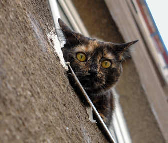 Cat Leaning Out Window