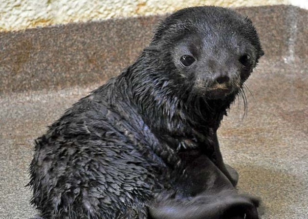 Fur Seal Pup at New England Aquarium
