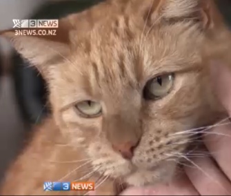 Rory the cat was saved by a blood transfusion from a dog.