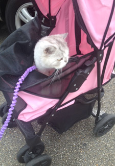 Lily Traveling Cat