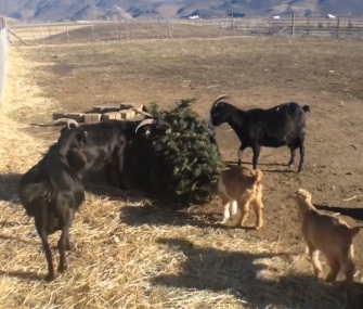 Goats in Reno, Nevada, eat the pine needles off Christmas trees.