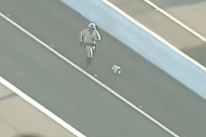 Yorkie on Arizona freeway