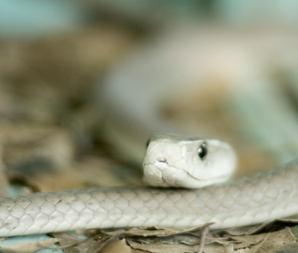 Snake