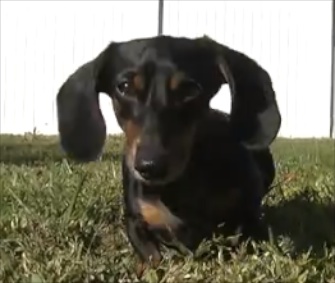Willie, an injured Dachshund, was adopted by a Tampa family in time for the holidays.