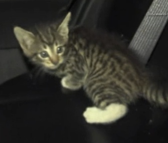 An LAPD police officer who helped rescue this kitten from a drain has given it a new home.