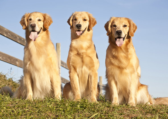 yellow dog breeds