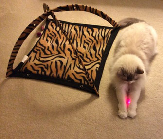 Catching Laser Pointer Dot
