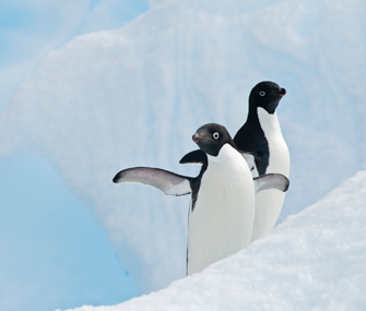 Adelie penguins