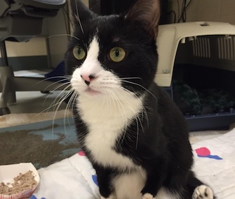 Hundreds of inquiries have poured in about Ivan, a special needs kitten who's up for adoption.
