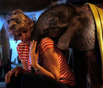 Moses the baby elephant snuggles with his adoptive "mom," Jenny Webb.