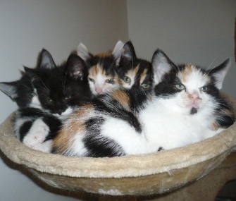 The Westgate Ark cat rehoming center in England is looking for volunteers to cuddle with its kittens.