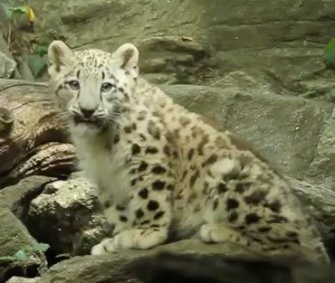 The Bronx Zoo's snow leopard makes his energetic debut.