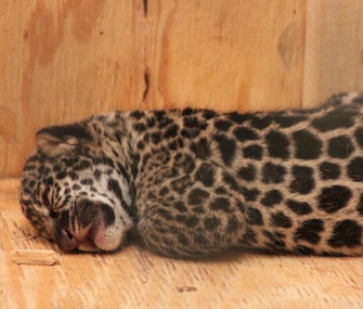 A jaguar cub was born at the Tulsa Zoo on March 26.