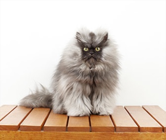 Colonel Meow's 9-inch fur has put him in the 2014 edition of the Guinness Book of World Records.