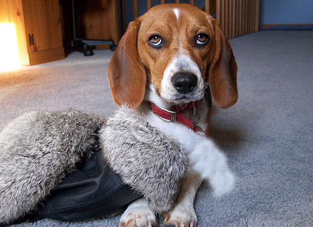 Cute Pet of the Week November 25, 2011